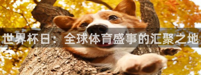 2026世界杯官网：世界杯日：全球体育盛事的汇聚之地